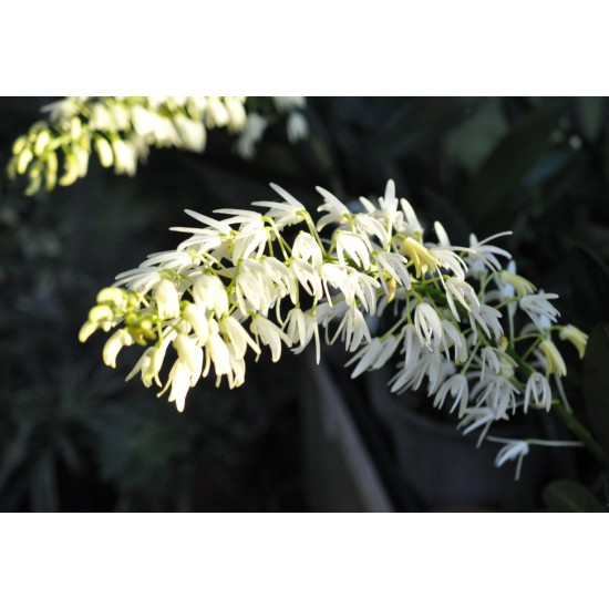 Sydney Rock Orchid (Dendrobium speciosum), Potted