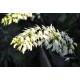 Sydney Rock Orchid (Dendrobium speciosum), Potted