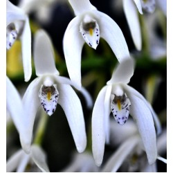 Sydney Rock Orchid (Dendrobium speciosum), Potted