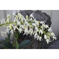 Sydney Rock Orchid (Dendrobium speciosum) as Propagation Material