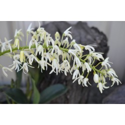 Sydney Rock Orchid (Dendrobium speciosum) as Propagation Material