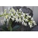 Sydney Rock Orchid (Dendrobium speciosum), Potted