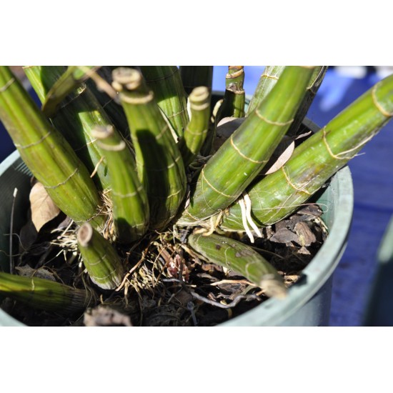 Sydney Rock Orchid (Dendrobium speciosum), Potted