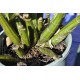 Sydney Rock Orchid (Dendrobium speciosum), Potted