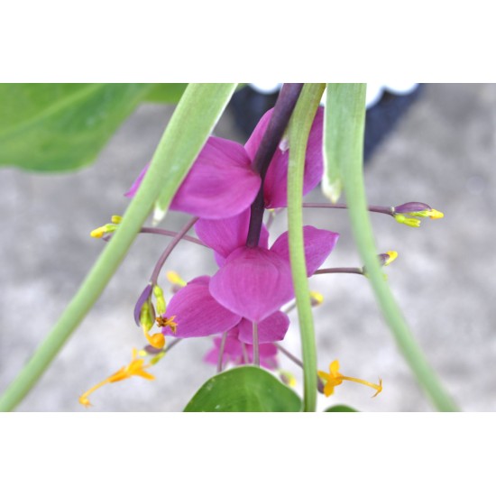 Dancing Ladies Ginger (Globba winitii) in 3 L Air-Pot Container