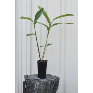 Dwarf False Cardamom/Cardamon (Alpinia nutans) as Propagation Material