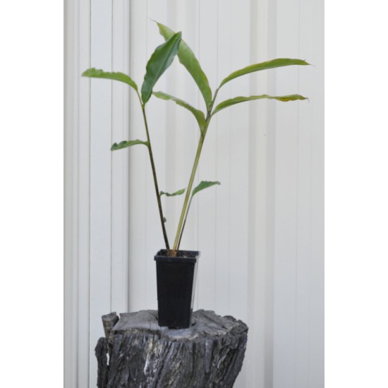 Dwarf False Cardamom/Cardamon (Alpinia nutans) in 90 mm Bottomless Pot