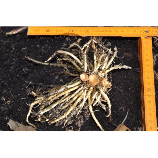Dancing Ladies Ginger (Globba winitii) Dormant Rhizome Clump Dancing Ladies Ginger (Globba winitii) Dormant Rhizome Clump