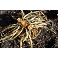 Dancing Ladies Ginger (Globba winitii) Dormant Rhizome Clump
