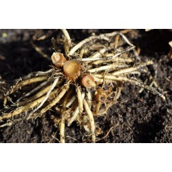 Dancing Ladies Ginger (Globba winitii) Dormant Rhizome Clump