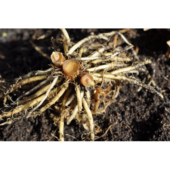 Dancing Ladies Ginger (Globba winitii) Dormant Rhizome Clump Dancing Ladies Ginger (Globba winitii) Dormant Rhizome Clump
