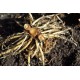 Dancing Ladies Ginger (Globba winitii) Dormant Rhizome Clump Dancing Ladies Ginger (Globba winitii) Dormant Rhizome Clump