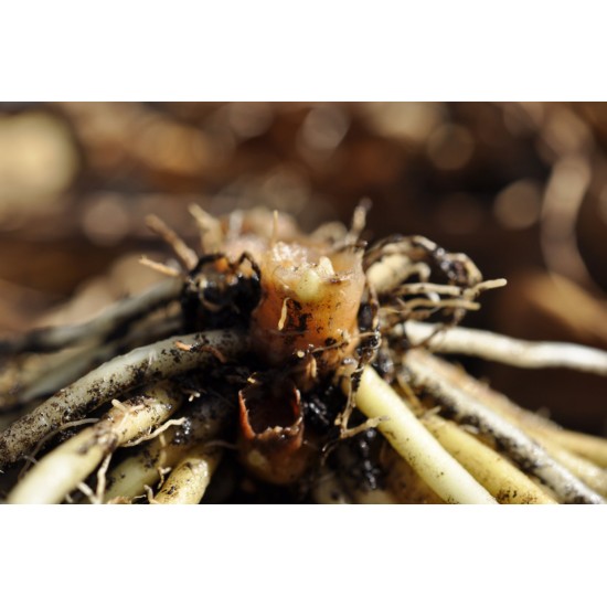 Dancing Ladies Ginger (Globba winitii) Dormant Rhizome Clump Dancing Ladies Ginger (Globba winitii) Dormant Rhizome Clump
