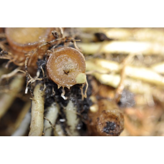 Dancing Ladies Ginger (Globba winitii) Dormant Rhizome Clump Dancing Ladies Ginger (Globba winitii) Dormant Rhizome Clump