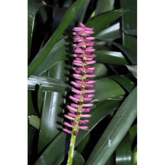 Matchstick Bromeliad (Aechmea gamosepala) - Pink Calyces ONLY (No Blue Petals Appear) - as Propagation Material Matchstick Bromeliad (Aechmea gamosepala) - Pink Calyces ONLY (No Blue Petals Appear) - as Propagation Material