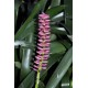 Matchstick Bromeliad (Aechmea gamosepala) - Pink Calyces ONLY (No Blue Petals Appear) - as Propagation Material Matchstick Bromeliad (Aechmea gamosepala) - Pink Calyces ONLY (No Blue Petals Appear) - as Propagation Material