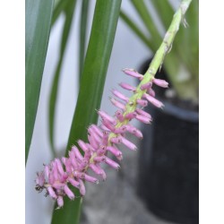 Matchstick Bromeliad (Aechmea gamosepala), at Least Five Mature, Bare-Rooted - Pink Calyces  ONLY (No Blue Petals Appear)