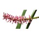 Matchstick Bromeliad (Aechmea gamosepala) - Pink Calyces ONLY (No Blue Petals Appear) - as Propagation Material Matchstick Bromeliad (Aechmea gamosepala) - Pink Calyces ONLY (No Blue Petals Appear) - as Propagation Material