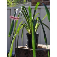 Matchstick Bromeliad (Aechmea gamosepala), Single, Potted - Pink Calyces Only