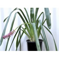 Matchstick Bromeliad (Aechmea gamosepala), Single, Potted - Pink Calyces  ONLY (No Blue Petals Appear)