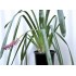 Matchstick Bromeliad (Aechmea gamosepala), Single, Potted - Pink Calyces ONLY (No Blue Petals Appear)