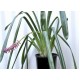 Matchstick Bromeliad (Aechmea gamosepala), Single, Potted - Pink Calyces ONLY (No Blue Petals Appear) Matchstick Bromeliad (Aechmea gamosepala), Single, Potted - Pink Calyces ONLY (No Blue Petals Appear)