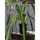 Matchstick Bromeliad (Aechmea gamosepala), Single, Potted - Pink Calyces ONLY (No Blue Petals Appear) Matchstick Bromeliad (Aechmea gamosepala), Single, Potted - Pink Calyces ONLY (No Blue Petals Appear)
