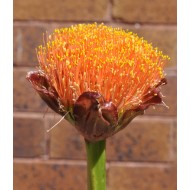 Paintbrush, Torch or Blood Lily (Scadoxus puniceus) as Propagation Material