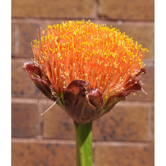 Paintbrush, Torch or Blood Lily (Scadoxus puniceus) as Propagation Material Paintbrush, Torch or Blood Lily (Scadoxus puniceus) as Propagation Material