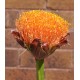 Paintbrush, Torch or Blood Lily (Scadoxus puniceus) as Propagation Material Paintbrush, Torch or Blood Lily (Scadoxus puniceus) as Propagation Material
