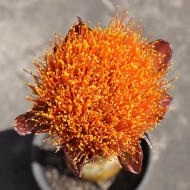 Paintbrush, Torch or Blood Lily (Scadoxus puniceus) - Mature Plant in 190 mm Pot