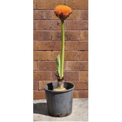 Paintbrush, Torch or Blood Lily (Scadoxus puniceus) - Mature Plant in 190 mm Pot