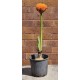 Paintbrush, Torch or Blood Lily (Scadoxus puniceus) as Propagation Material Paintbrush, Torch or Blood Lily (Scadoxus puniceus) as Propagation Material
