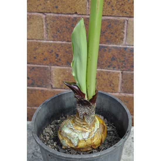 Paintbrush, Torch or Blood Lily (Scadoxus puniceus) as Propagation Material Paintbrush, Torch or Blood Lily (Scadoxus puniceus) as Propagation Material