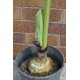 Paintbrush, Torch or Blood Lily (Scadoxus puniceus) as Propagation Material Paintbrush, Torch or Blood Lily (Scadoxus puniceus) as Propagation Material