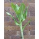 Paintbrush, Torch or Blood Lily (Scadoxus puniceus) - Mature Plant in 190 mm Pot