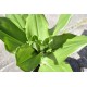Paintbrush, Torch or Blood Lily (Scadoxus puniceus) - Mature Plant in 190 mm Pot