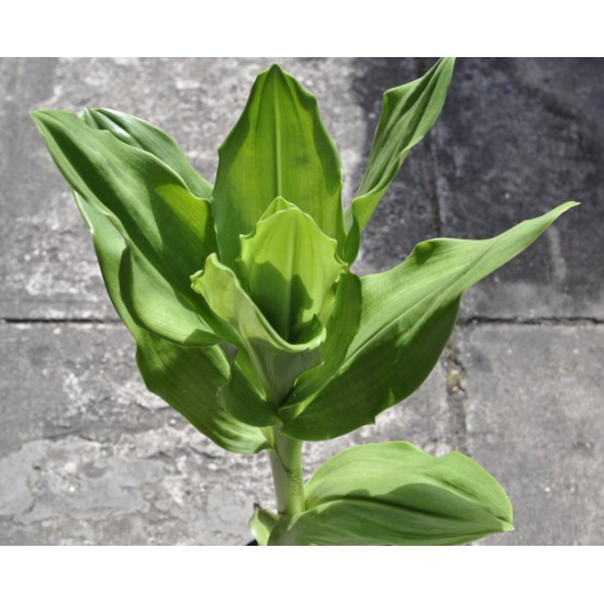 Paintbrush, Torch or Blood Lily (Scadoxus puniceus) - Mature Plant in 190 mm Pot