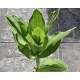 Paintbrush, Torch or Blood Lily (Scadoxus puniceus) - Mature Plant in 190 mm Pot