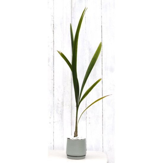 Matte "Sea Foam" Ceramic Pot with Drainage Hole and Attached Base