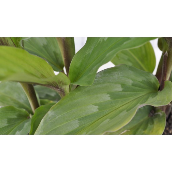 Kaempferia rotunda (Peacock Ginger) in 90 mm Bottomless Pot