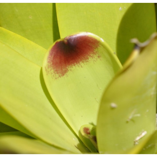 Vriesea philippocoburgii, Bare-Rooted With 1400 mm Spike and Mature Pup