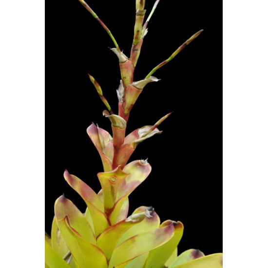 Vriesea philippocoburgii, Mature Bare-Rooted