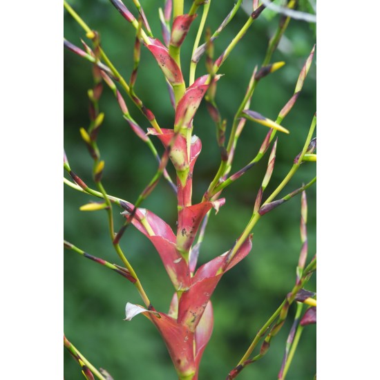 Vriesea philippocoburgii, Bare-Rooted With 1400 mm Spike and Mature Pup