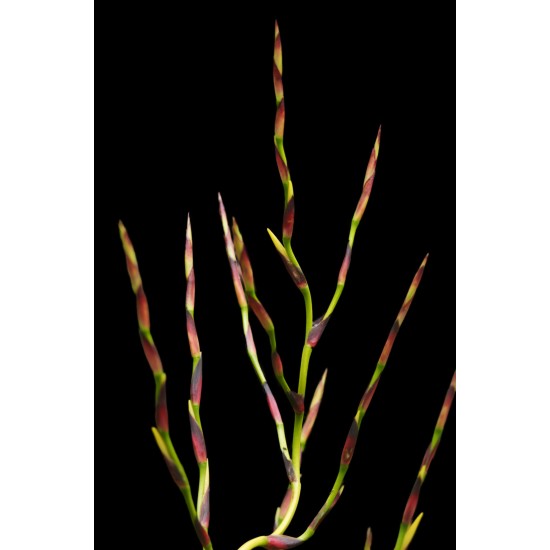 Vriesea philippocoburgii, Bare-Rooted With 1400 mm Spike and Mature Pup