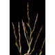 Vriesea philippocoburgii, Mature Bare-Rooted