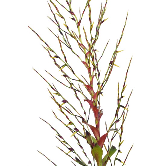 Vriesea philippocoburgii, Mature Bare-Rooted