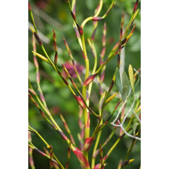 Vriesea philippocoburgii, Bare-Rooted With 1400 mm Spike and Mature Pup