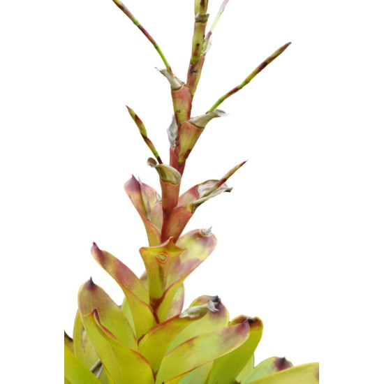 Vriesea philippocoburgii as Propagation Material