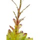 Vriesea philippocoburgii, Mature Bare-Rooted